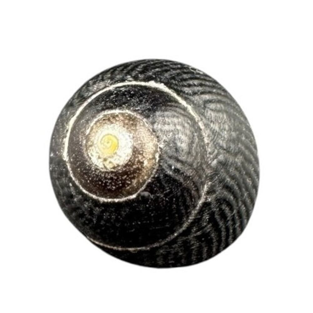 Natural Seashell Gastropod Striated Scale Pattern .75 Inch Harvested 1980s